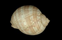 藏品(中華鶉螺)的圖片